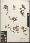 Foto von Salix reticulata L.